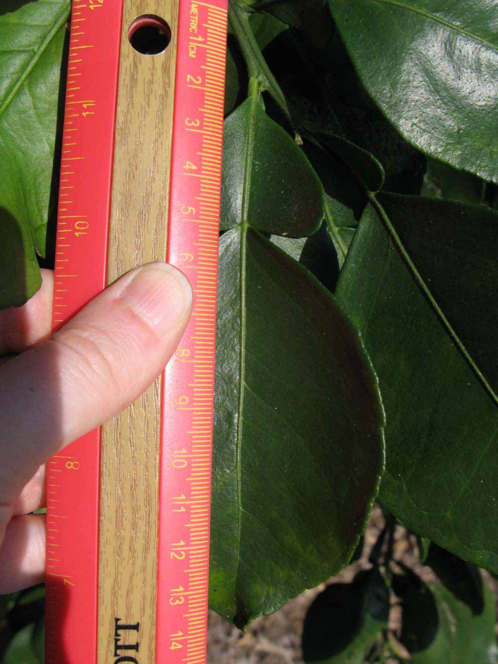              Unifoliolate leaf (Winter Haven, FL)       